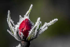 winter_rose