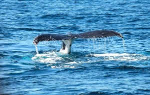 WA_humpback-whale