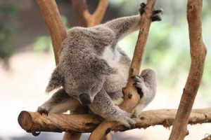travel_brisbane_koala