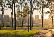 Neal Pritchard: A photo of the sun's rays shining through the tall thin trees in the morning at Kings Park in WA