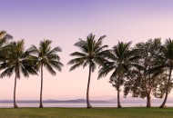 Neal Pritchard: A photo of a row of palm trees at Rex Point Port Douglas QLD