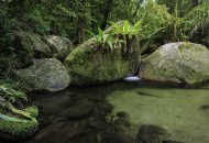 Neal Pritchard: A photo of algae covered large rocks near water at the green Daintree Rainforest in QLD