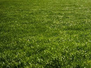 grass1