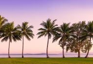 Neal Pritchard: A view of a row of palm trees on the water's edge in Port Douglas QLD