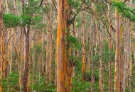 Neal Pritchard: A photo of Boranup Forest Western Australia
